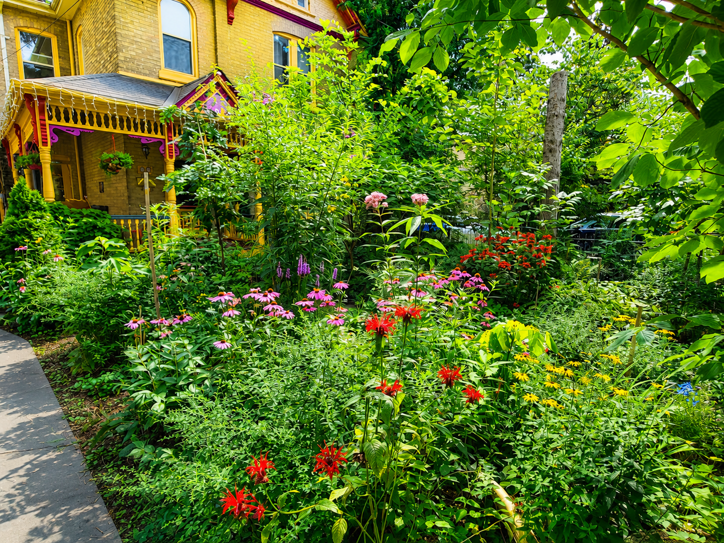 A woodland front yard planted entirely with native species