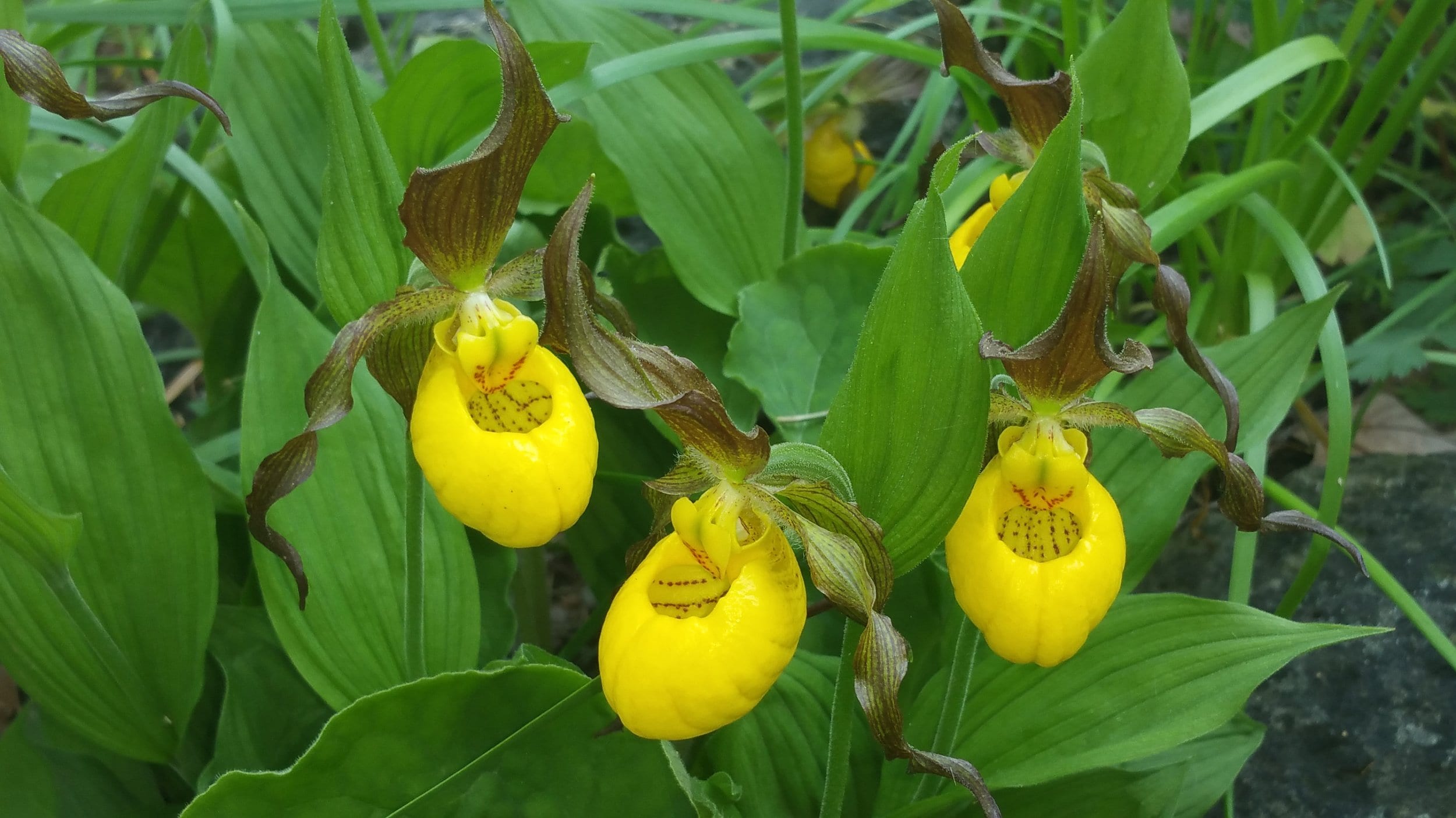 Large Yellow Lady's Slipper orchids in a garden