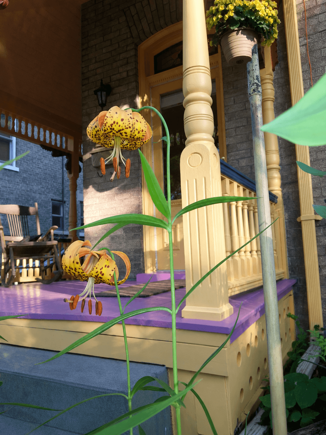 Two tall Michigan Lilies towering at the steps of a nineteenth century home