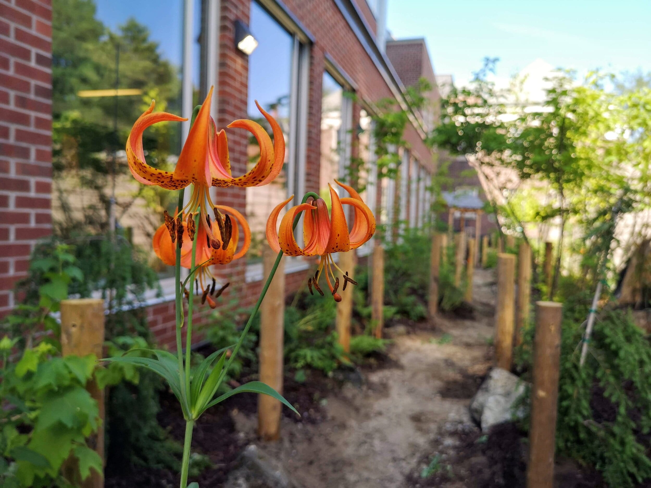 A pathway lined with Michigan Lilies in full bloom