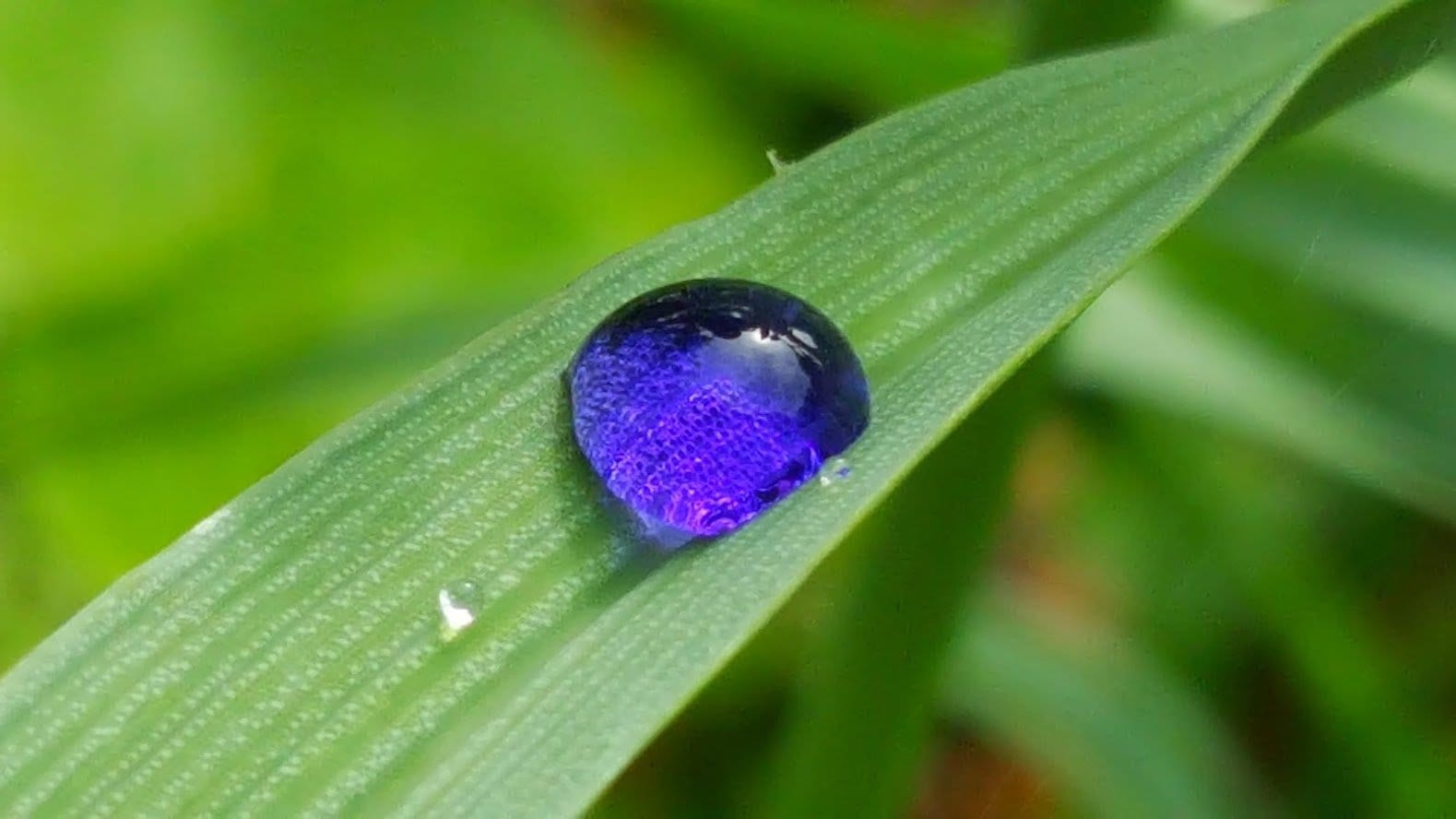 An Ohio Spiderwort dripping purple droplets onto its own leaves